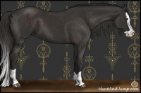 Horse Color:Liver Chestnut Splash