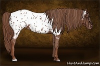 Horse Color:Chestnut Near Leopard