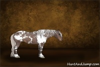 Horse Color:White Spotted Silver Brown Blanket 