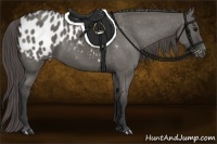 Horse Color:Grullo Appaloosa 