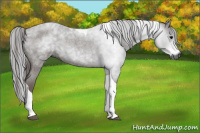 Horse Color:Gray Blue Roan Tobiano 