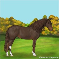 Horse Color:Liver Chestnut 