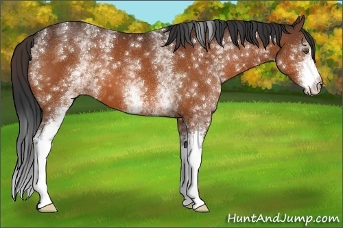 Horse Color:White Spotted Bay 
