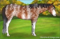 Horse Color:White Spotted Bay
