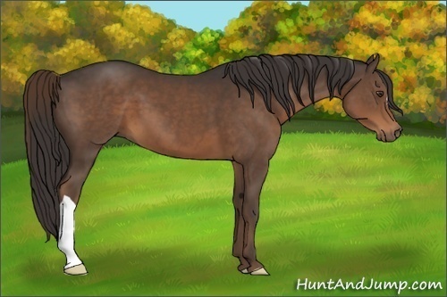 Horse Color:Liver Chestnut 