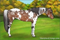Horse Color:White Spotted Bay Varnish 