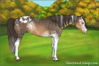 Horse Color:White Spotted Buckskin Appaloosa