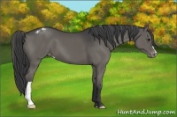 Horse Color:Grullo Varnish 