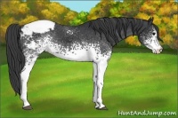 Horse Color:White Spotted Black Appaloosa 