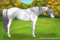 Horse Color:White Spotted Smoky Black Tobiano Snowflake Varnish