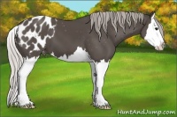 Horse Color:Silver Black Splash Appaloosa 