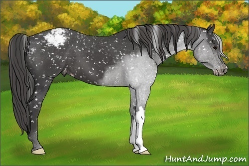 Horse Color:Smoky Black Snowflake Varnish