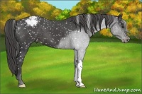 Horse Color:Smoky Black Appaloosa 