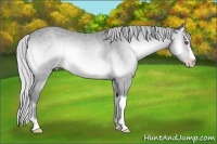 Horse Color:Silver Sable Cream Champagne Chinchilla Onyx 