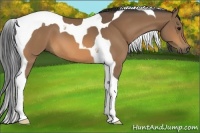 Horse Color:Buckskin Tobiano