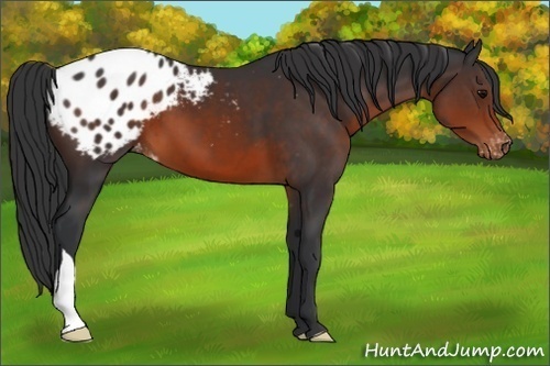 Horse Color:Brown Appaloosa 