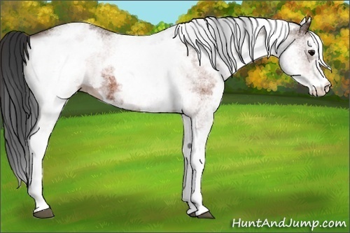 Horse Color:White Spotted Brown 