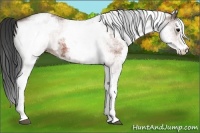 Horse Color:White Spotted Brown