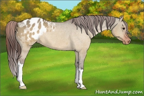 Horse Color:Brown Dun Appaloosa 