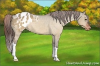 Horse Color:Brown Dun Appaloosa 