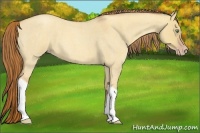 Horse Color:Gold Champagne Roan Dun Tobiano