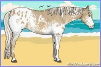 Horse Color:White Spotted Chocolate Palomino Dun Varnish 