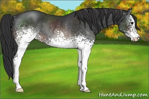 Horse Color:White Spotted Brown Varnish Rabicano