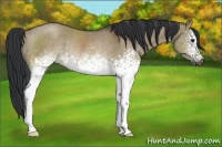 Horse Color:White Spotted Brown Dun Rabicano