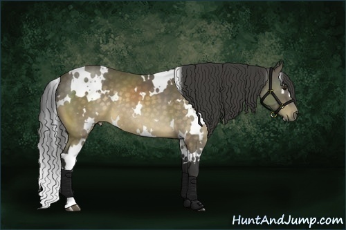 Horse Color:White Spotted Buckskin 
