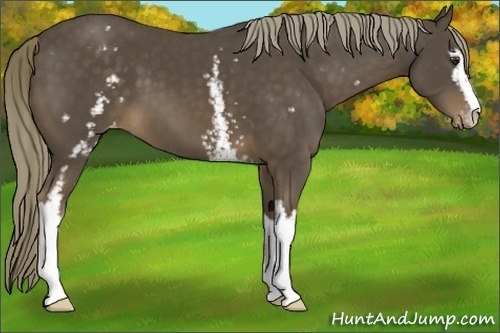 Horse Color:White Spotted Liver Chestnut Mushroom Sabino Varnish