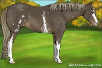 Horse Color:White Spotted Liver Chestnut Mushroom Sabino Varnish 