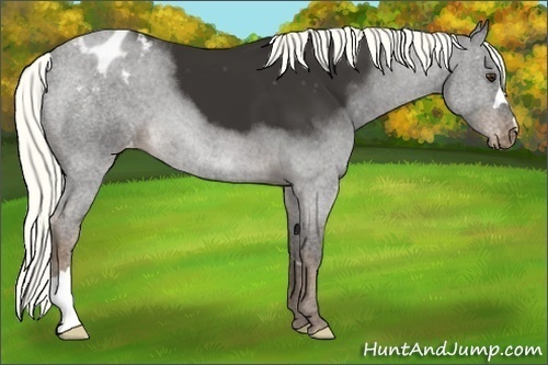Horse Color:Liver Chestnut Mushroom Varnish 