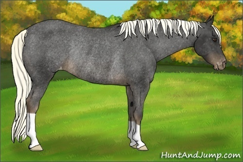 Horse Color:Liver Chestnut Appaloosa Rabicano 
