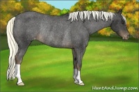 Horse Color:Liver Chestnut Mushroom Varnish Rabicano 