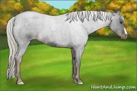 Horse Color:Liver Red Roan Appaloosa 