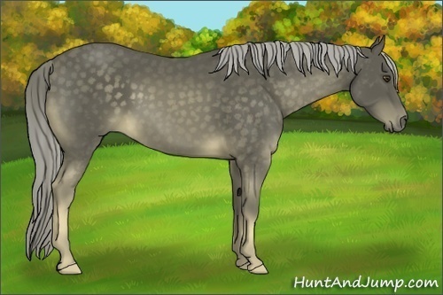 Horse Color:Chocolate Palomino 