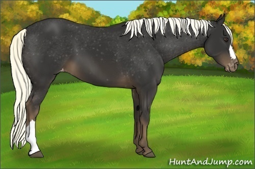 Horse Color:Liver Chestnut Mushroom Varnish