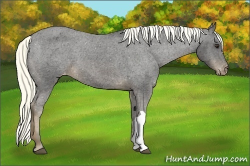 Horse Color:Liver Chestnut Appaloosa 