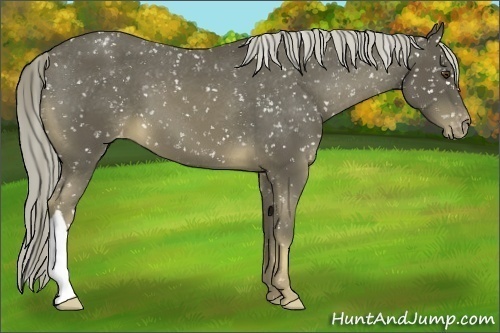 Horse Color:Chocolate Palomino Appaloosa