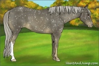Horse Color:Chocolate Palomino Appaloosa 