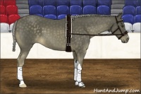 Horse Color:Chocolate Palomino 