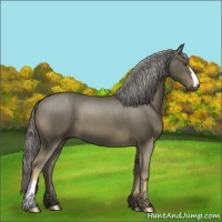 Horse Color:Chocolate Palomino 