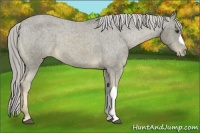Horse Color:Chocolate Palomino Appaloosa 