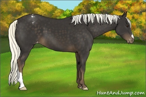 Horse Color:Liver Chestnut Appaloosa 