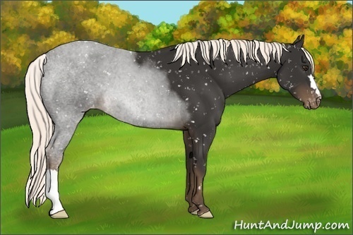 Horse Color:Liver Chestnut Appaloosa