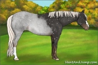 Horse Color:Liver Chestnut Appaloosa 
