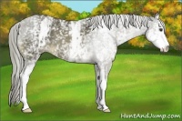 Horse Color:White Spotted Chocolate Palomino