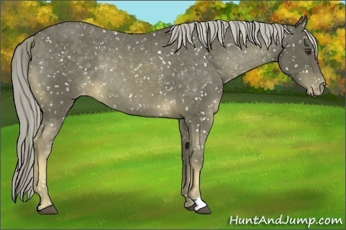 Horse Color:Chocolate Palomino Mushroom Snowflake Varnish Rabicano