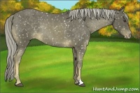 Horse Color:Chocolate Palomino Mushroom Snowflake Varnish Rabicano