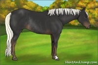 Horse Color:Liver Chestnut Rabicano 